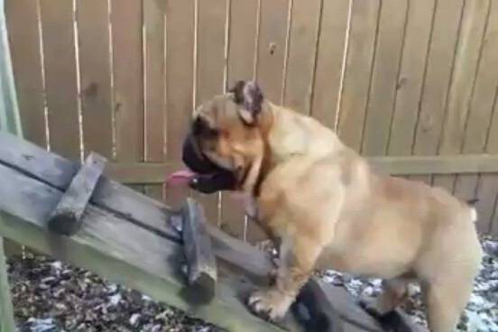 Un Shorty Bull debout avec une légère pendaison de la langue