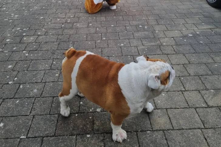Un Shorty Bull sur un sol pavé