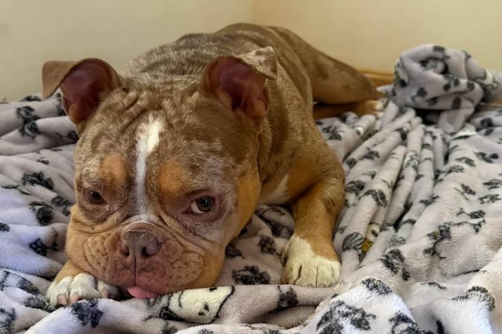 Un Shorty Bull allongé sur un lit