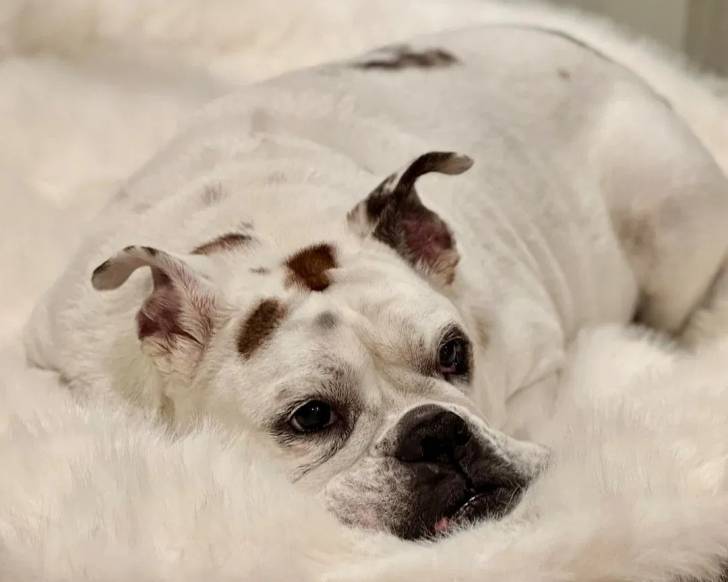 Un Shorty Bull allongé et semblant détendu