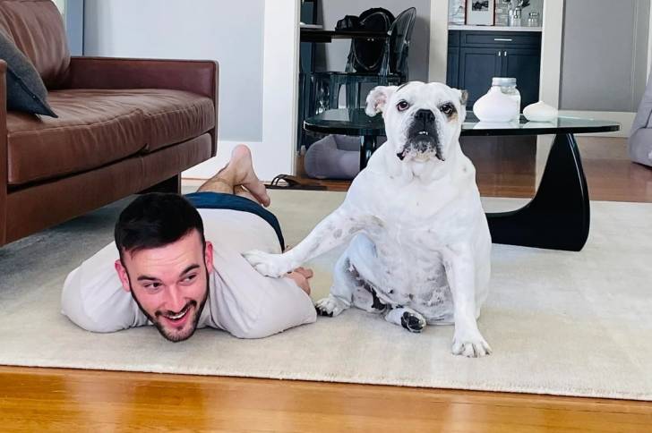 Un Shorty Bull assis et ayant une patte posée sur son maître