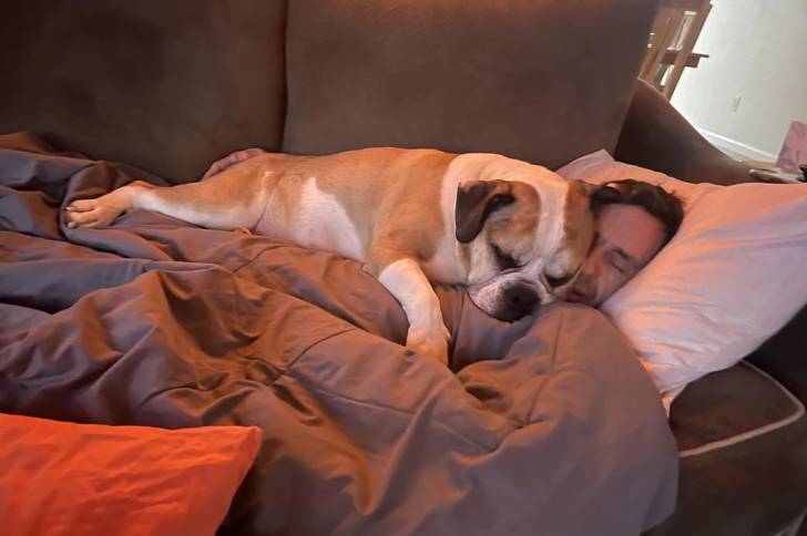 Un Shorty Bull allongé sur son propriétaire