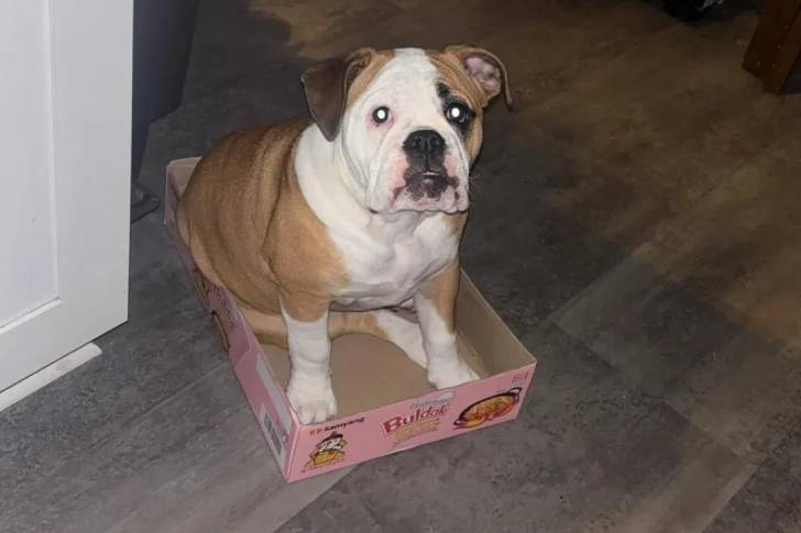 Un Shorty Bull assis dans un canapé et regardant vers la caméra