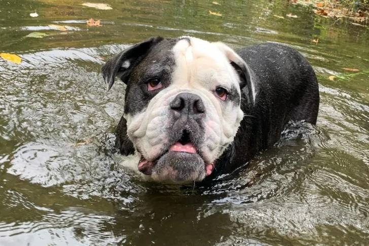 Un Shorty Bull dans une mare d'eau