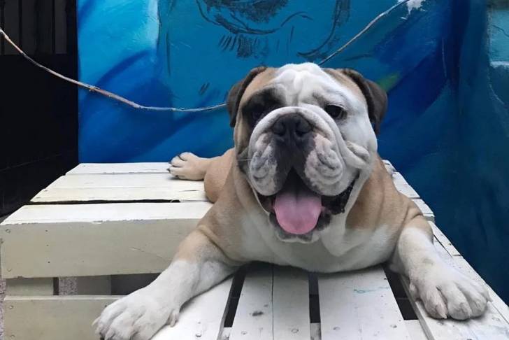 Un Shorty Bull allongé sur un banc en bois et tirant la langue