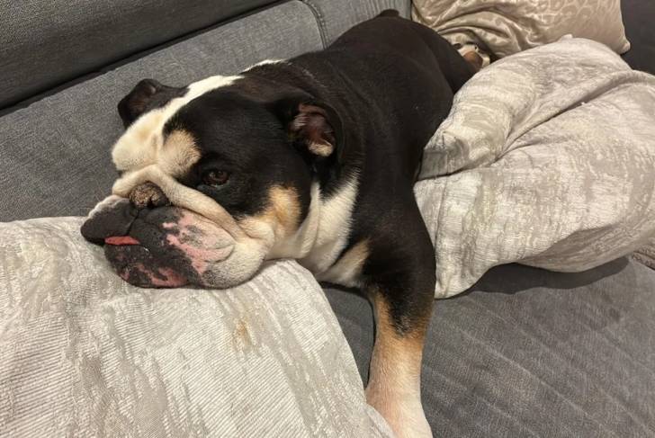 Un Shorty Bull allongé dans un canapé