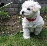 Un Westiepoo de 8 ans marchant dans un jardin