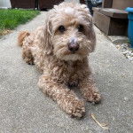 Un Westiepoo fixant la caméra et assis sur une terrasse 