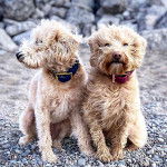 Deux Westiepoo assis sur du gravier