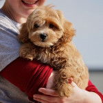 Un mini Westiepoo qui fixe la caméra en étant dans les bras d'un homme
