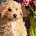Un Westiepoo marron à proximité d'un pot de fleurs