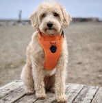 Un Westiepoo portant un harnais pour chien et assis sur un banc en bois à la plage