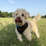 Un Westiepoo avec un harnais pour chien debout au sein d'un vaste parc