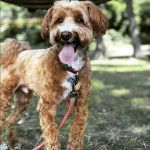 Un mini Westiepoo tenu en laisse et debout dans un parc