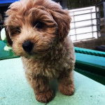 Un Westiepoo marron debout et fixant la caméra 