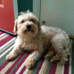 Un Westiepoo couché près d'une porte rouge, sur un tapis