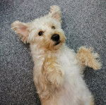 Un Westiepoo allongé au sol sur son dos, avec ses pattes levées en l'air