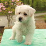 Un Westiepoo debout à proximité d'une route avec des arbres tout autour