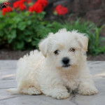 Un Westiepoo couché au sol avec des fleurs en arrière plan