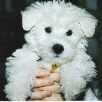 Un Westiepoo maintenu droit devant l'objectif de la caméra par des mains 