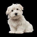 Un Westiepoo blanc assis, le regard dirigé vers la caméra