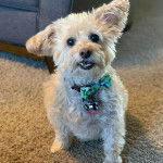 Un Westiepoo assis sur un tapis face à la caméra, avec en arrière-plan un fauteuil