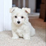 Un Westiepoo blanc assis sur un tapis face à la caméra