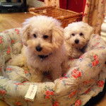 Deux Westiepoos confortablement nichés dans un panier de couchage posé sur le parquet