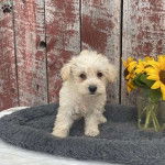Un Westiepoo se tient debout près d'un pot de tournesols