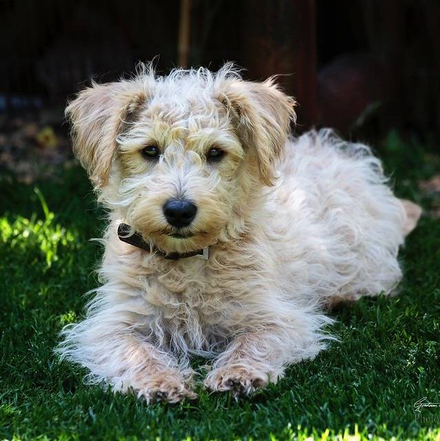 Un Westiepoo regardant de face et assis dans l'herbe