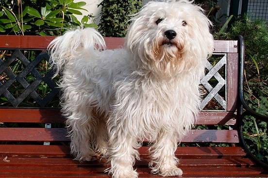 Un Westiepoo debout sur un banc rouge dans un jardin