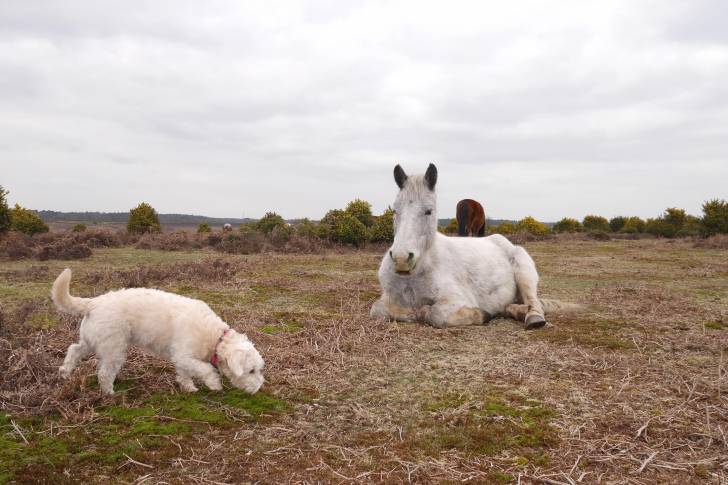 Un Westiepoo passe à côté d'un cheval assis dans un pâturage, la tête baissée