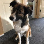 Un Berger Anglais assis sur une moquette et semblant détendu