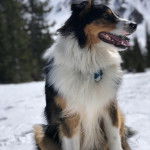 Un Berger Anglais assis sur une surface enneigée et portant un collier autour du cou