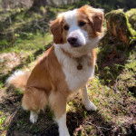 Un Berger Anglais assis sur un terrain herbeux et portant un collier autour du cou