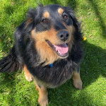 Un Berger Anglais assis sur un terrain herbeux et portant un collier autour 