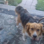 Un Berger Anglais sur une moquette et regardant vers la caméra