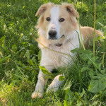 Un Berger Anglais allongé sur un terrain herbeux et portant un collier autour du cou