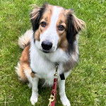 Un Berger Anglais assis sur un terrain herbeux et qui est tenu en laisse 