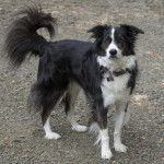 Un Berger Anglais sur des gravillons et portant un collier autour du cou