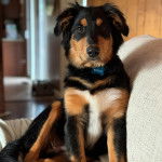 Un Berger Anglais regardant vers la caméra et portant un collier autour du cou