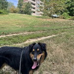 Un Berger Anglais tirant la langue et qui est tenu en laisse