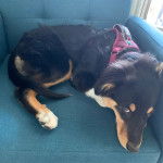 Un Berger Anglais allongé sur un canapé et portant un harnais