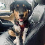 Un Berger Anglais assis sur le siège d'une voiture et portant un harnais 