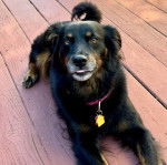 Un Berger Anglais allongé sur un plancher et portant un collier autour du cou