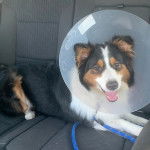 Un Berger Anglais portant un carcan et qui est tenu en laisse