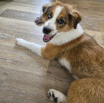 Un Berger Anglais allongé sur un plancher et regardant vers la caméra  