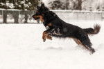 Un Berger Anglais courant sur une surface enneigée 