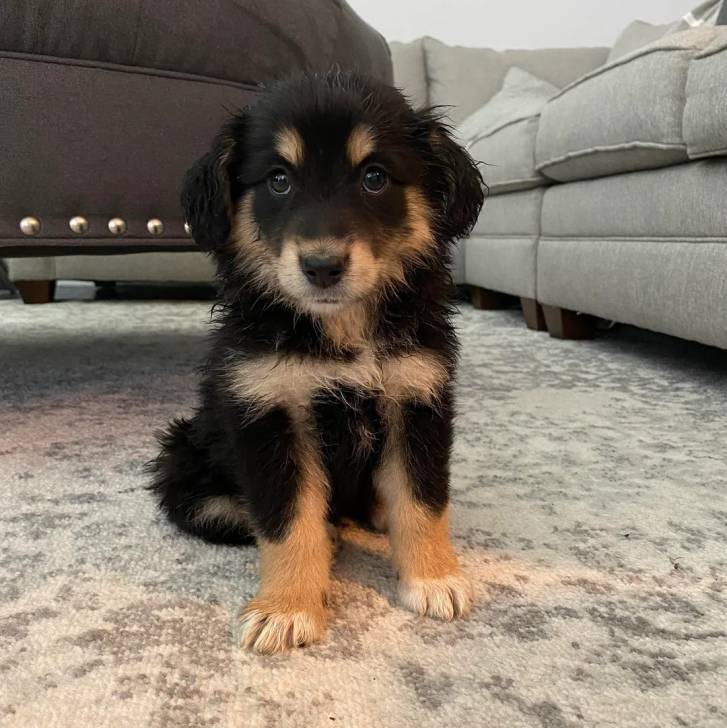 Un chiot Berger Anglais assis sur une moquette et semblant détendu