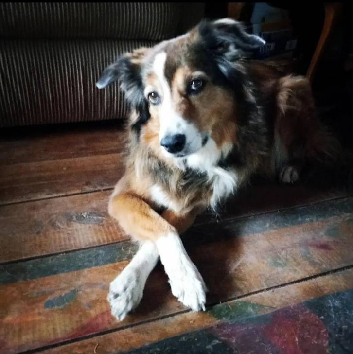 Un Berger Anglais allongé sur un plancher et semblant détendu